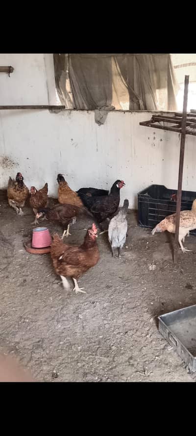 beautiful hens fancy Rir