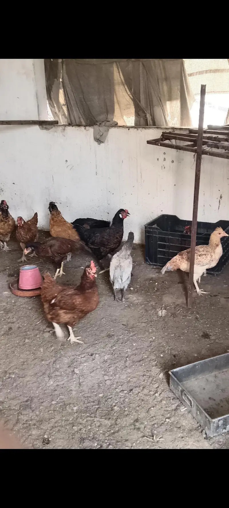 beautiful hens fancy Rir — photo 2