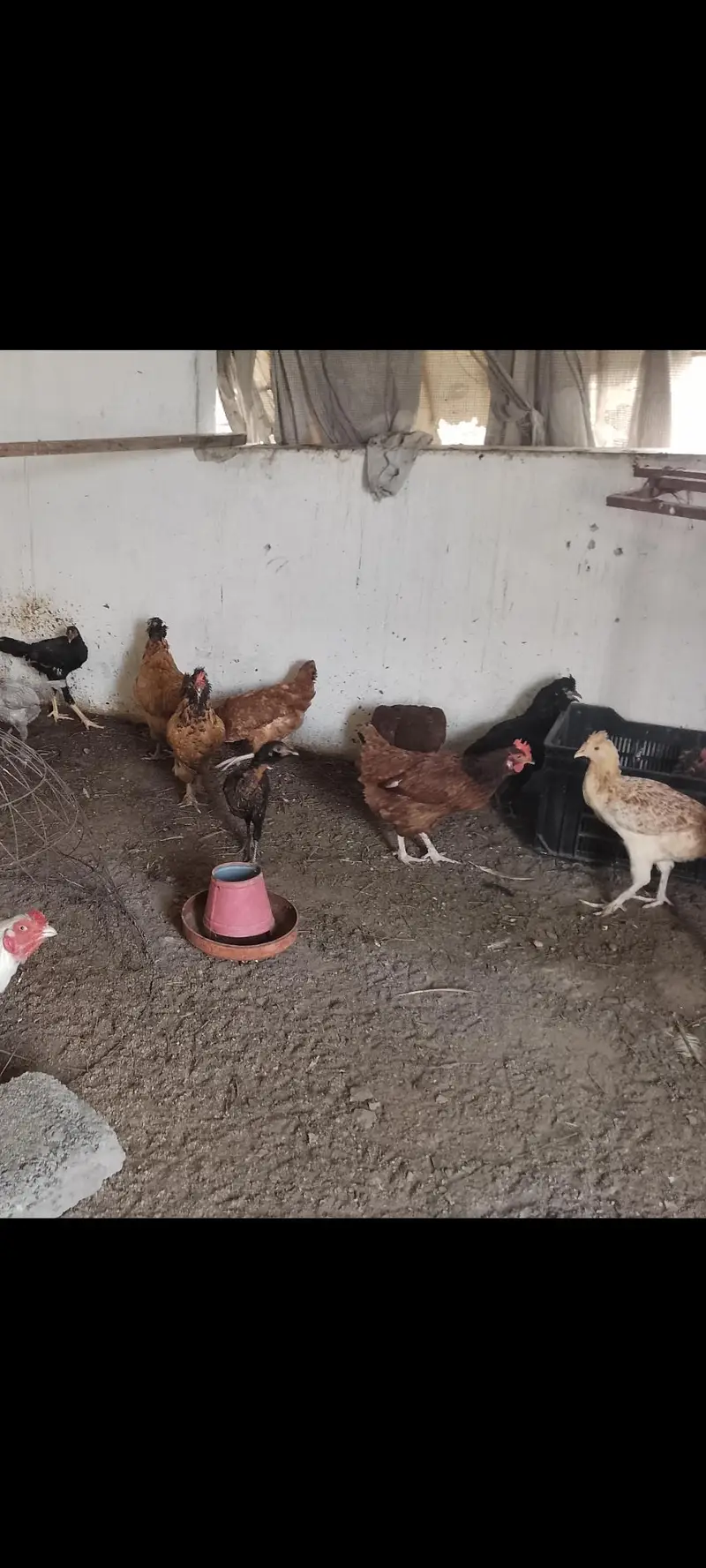 beautiful hens fancy Rir — photo 3