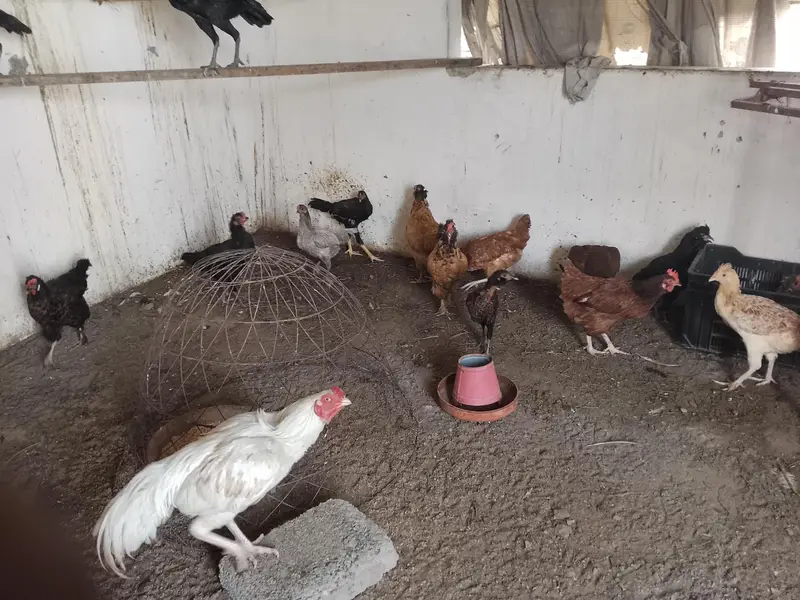 beautiful hens fancy Rir — photo 4