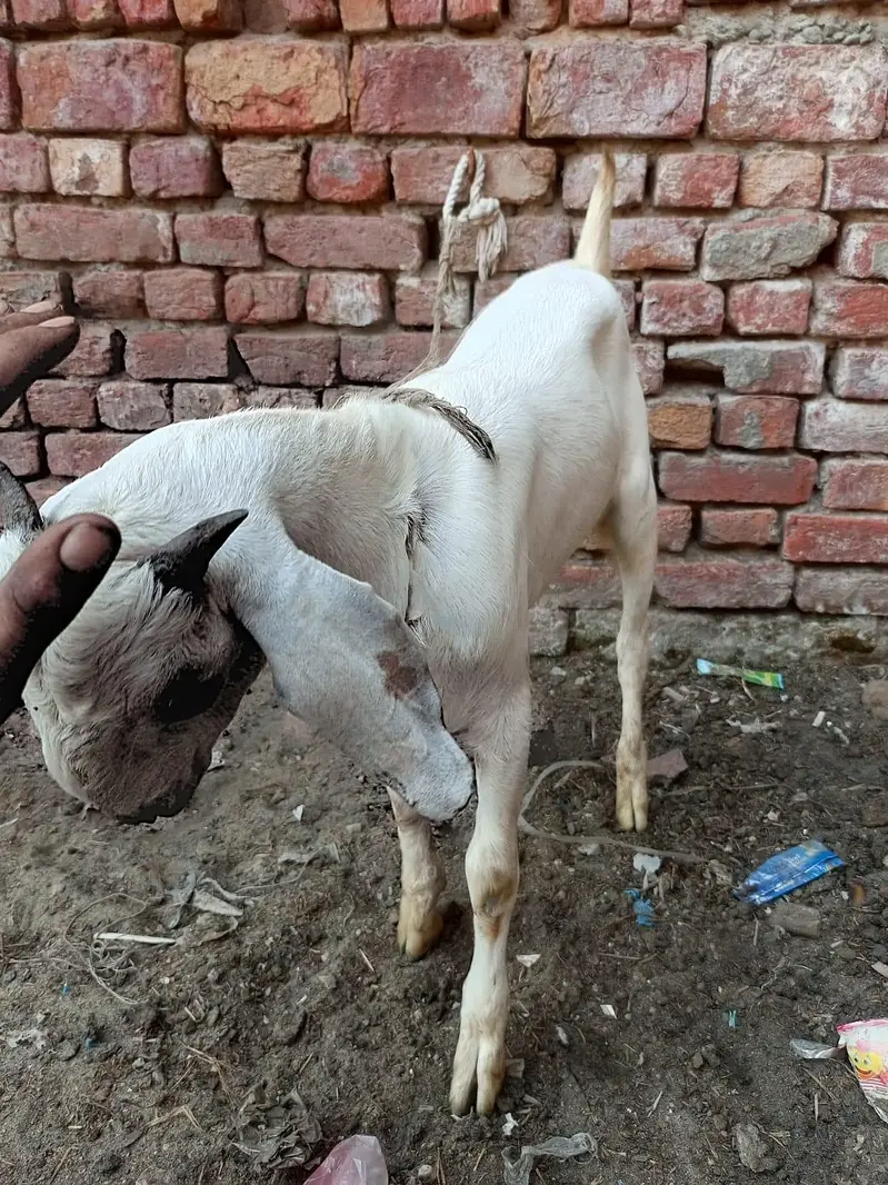 male 4 manth age ha — photo 2