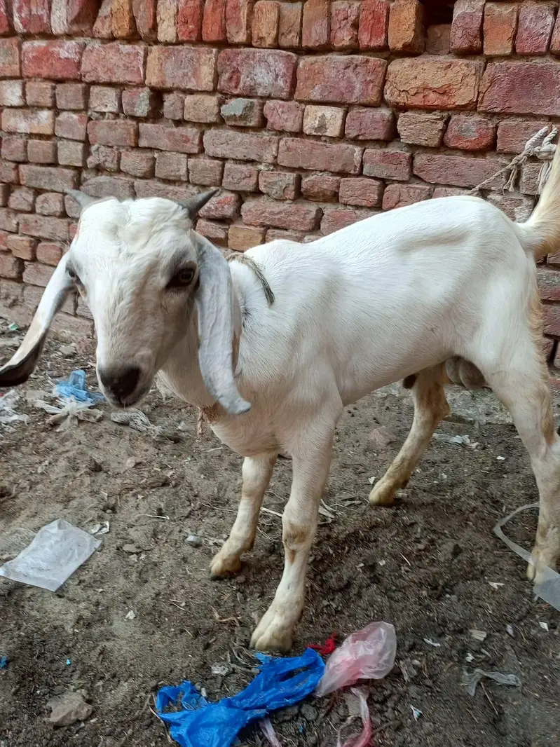 male 4 manth age ha — photo 3