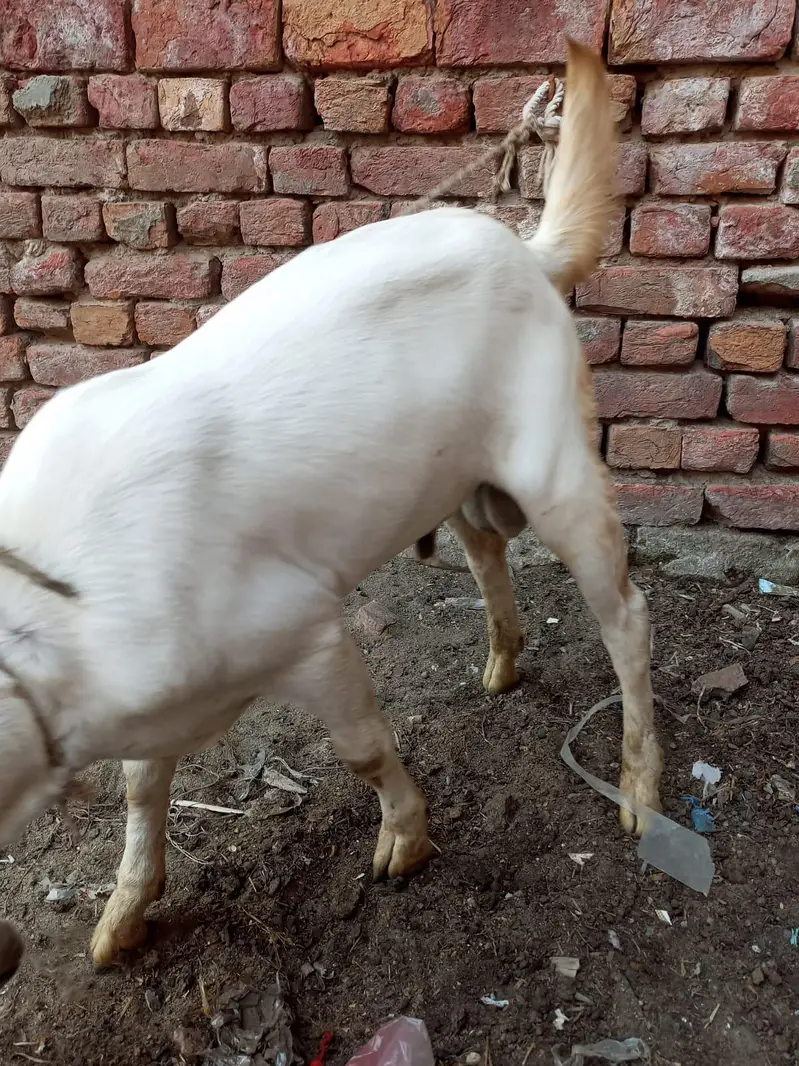 male 4 manth age ha — photo 4