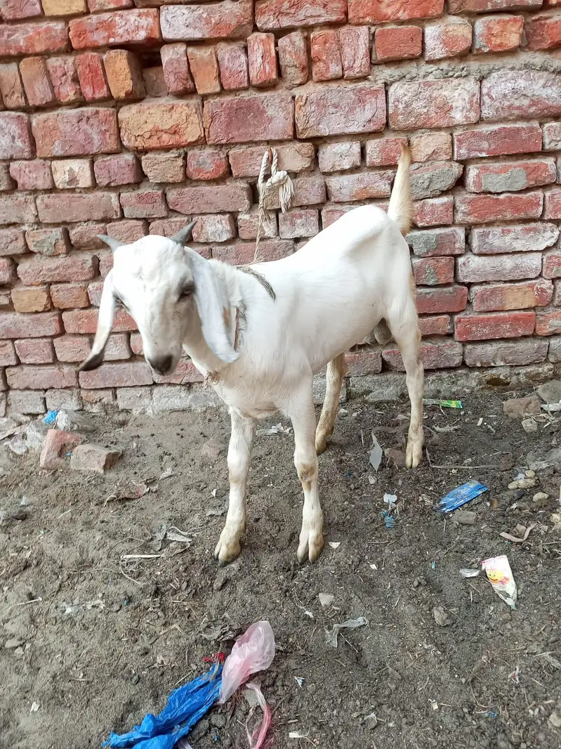 male 4 manth age ha — photo 5