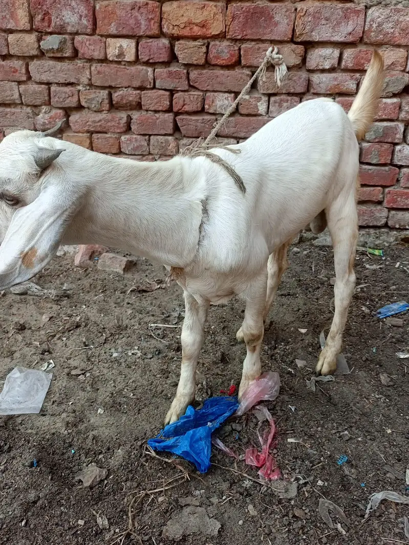 male 4 manth age ha — photo 6