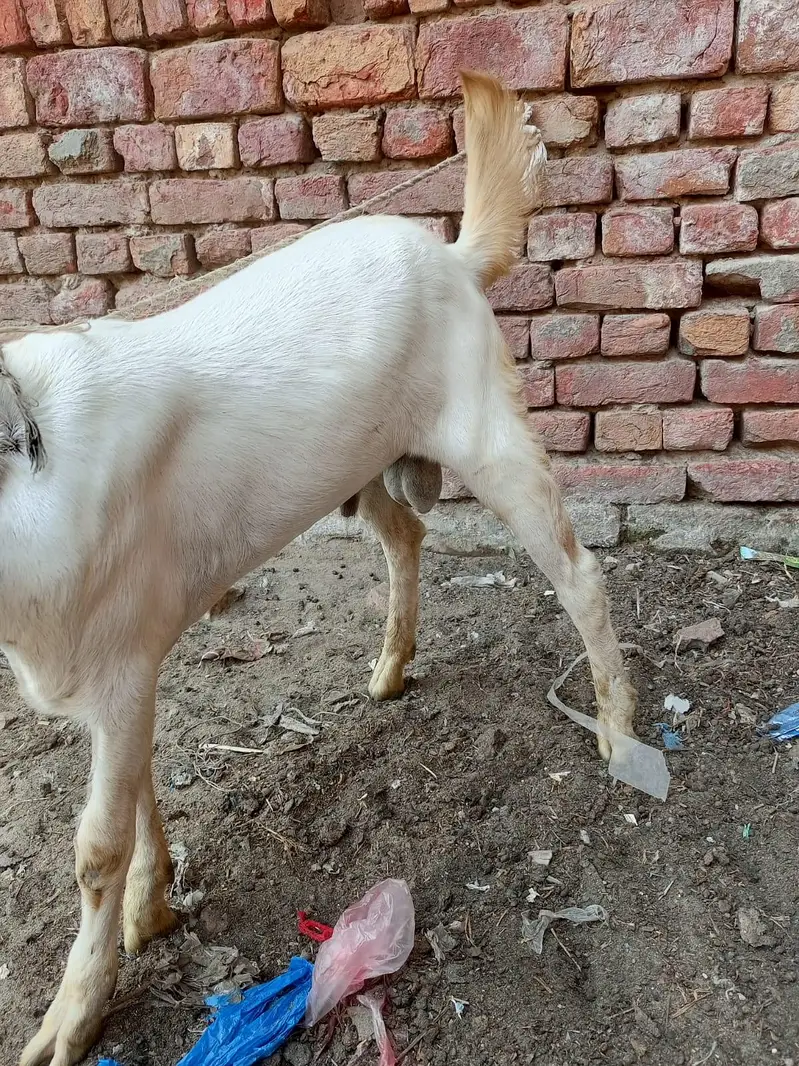 male 4 manth age ha — photo 7