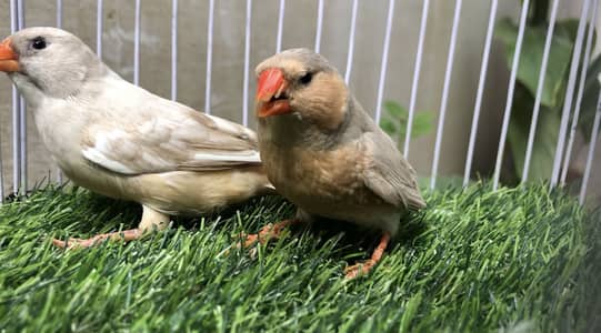 Lb full orange working pair