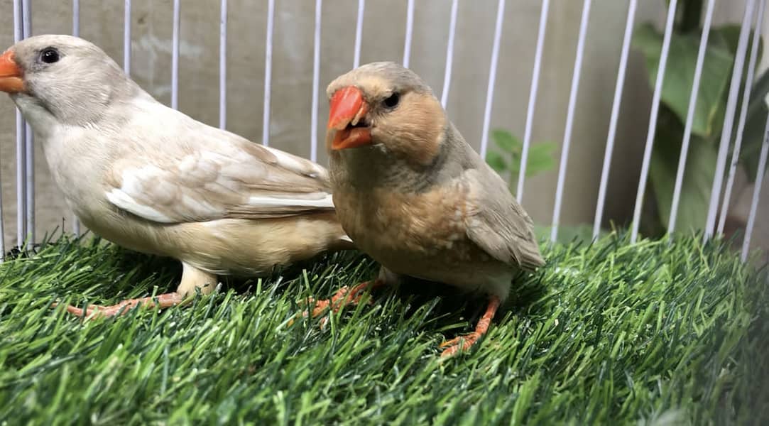 Lb full orange working pair 0