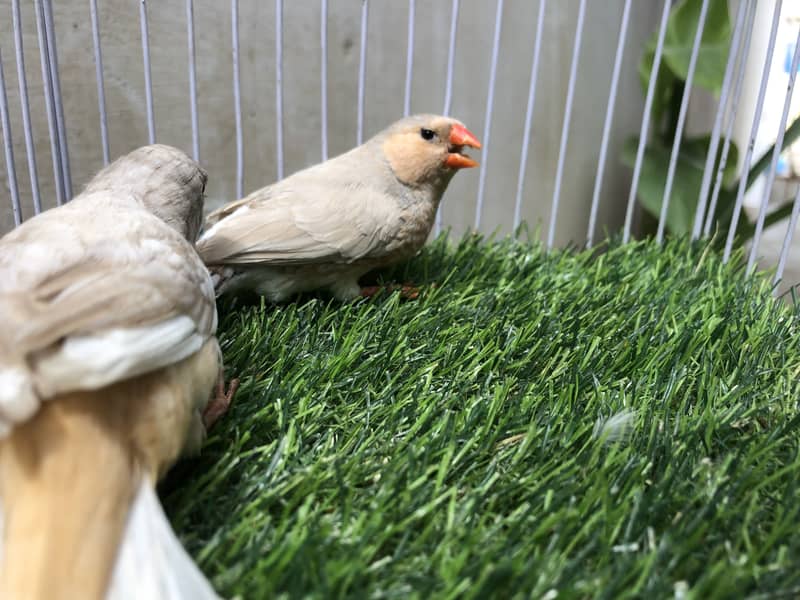 Lb full orange working pair 2