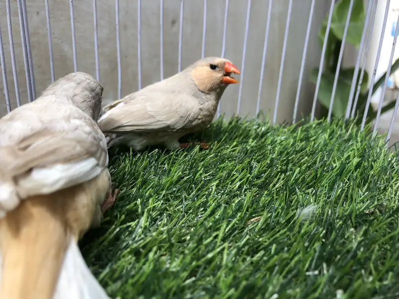 Lb full orange working pair — photo 3