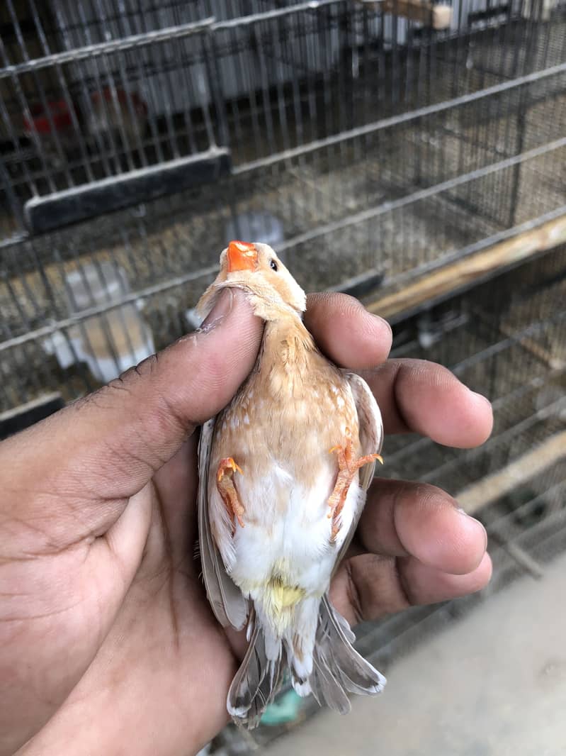 Lb full orange working pair 3