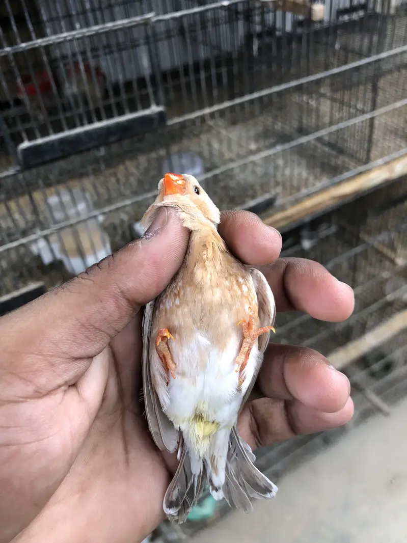 Lb full orange working pair — photo 4