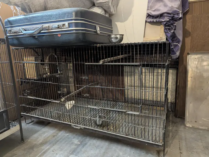 birds cages — photo 2