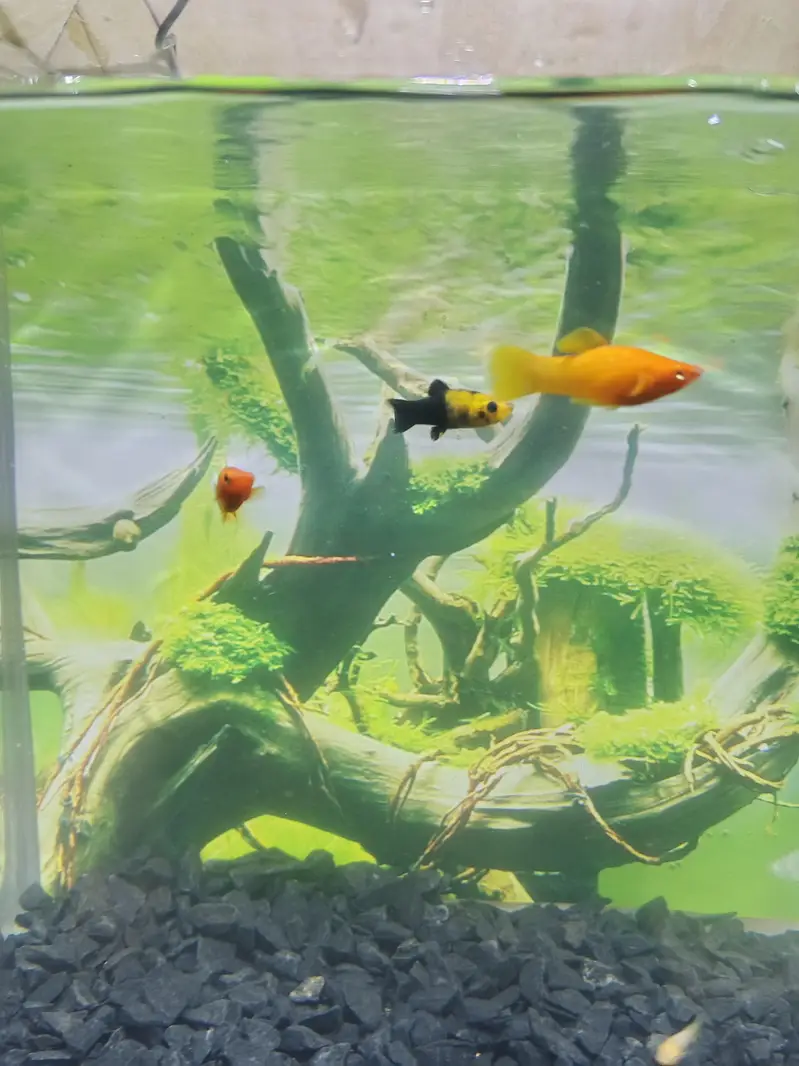 Aquarium for sale