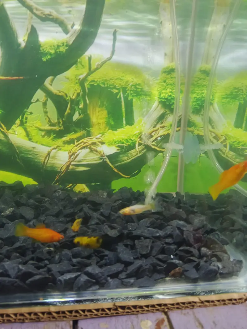 Aquarium for sale — photo 2