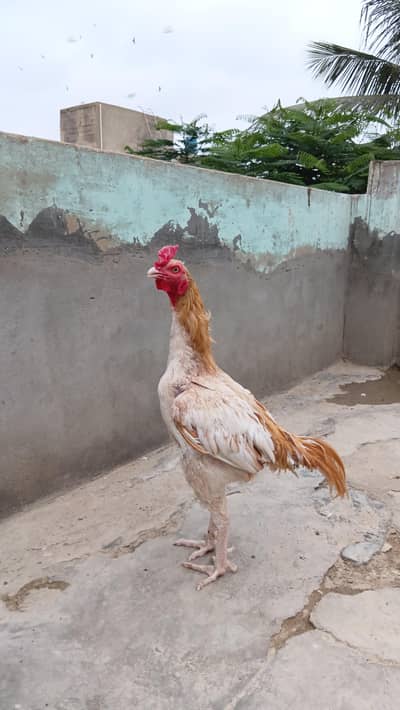 Aseel sontol murgha