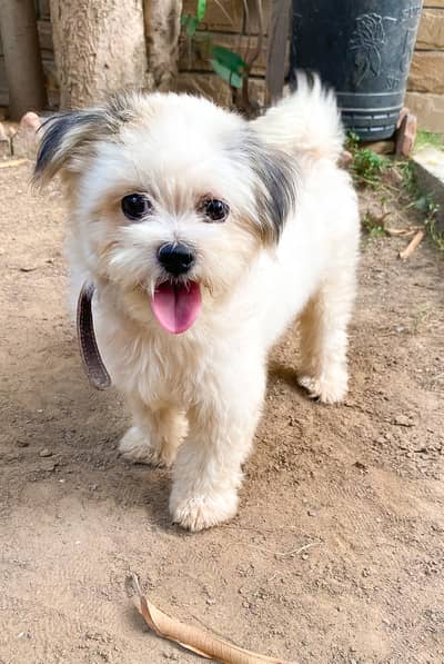 Pure Breed/White Shih Tzu Puppy/Healthy Condition/Active