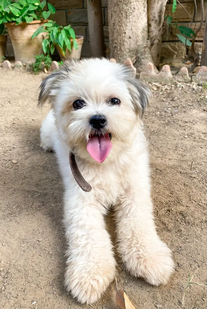Pure Breed/White Shih Tzu Puppy/Healthy Condition/Active — photo 2