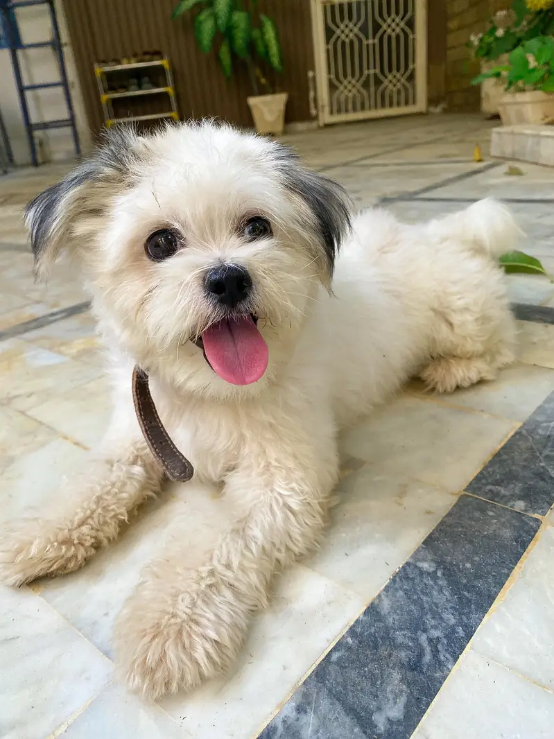 Pure Breed/White Shih Tzu Puppy/Healthy Condition/Active — photo 3