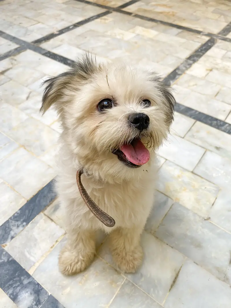 Pure Breed/White Shih Tzu Puppy/Healthy Condition/Active — photo 4