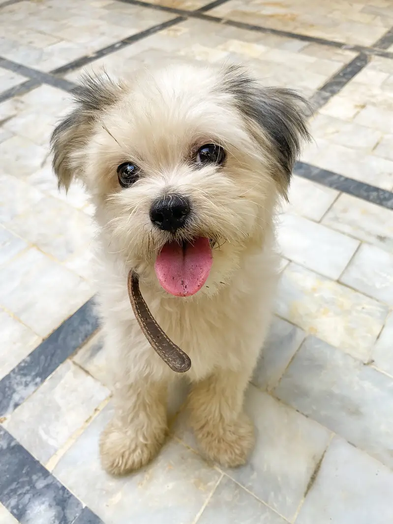 Pure Breed/White Shih Tzu Puppy/Healthy Condition/Active — photo 5