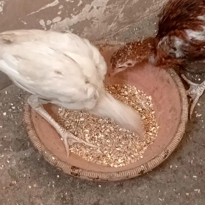 Aseel murgi aur 4 chuzey for sel — photo 2