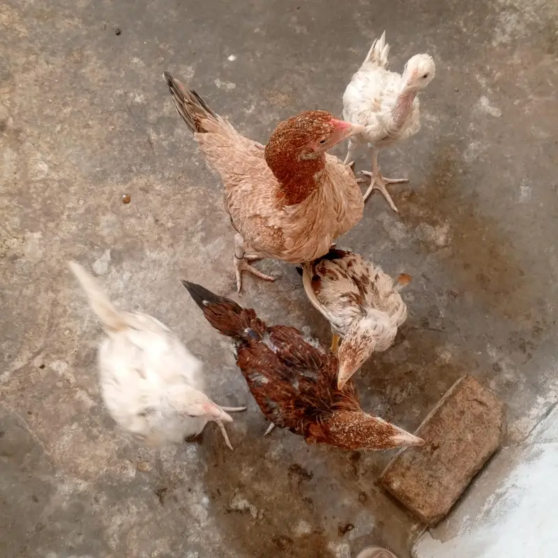 Aseel murgi aur 4 chuzey for sel — photo 5