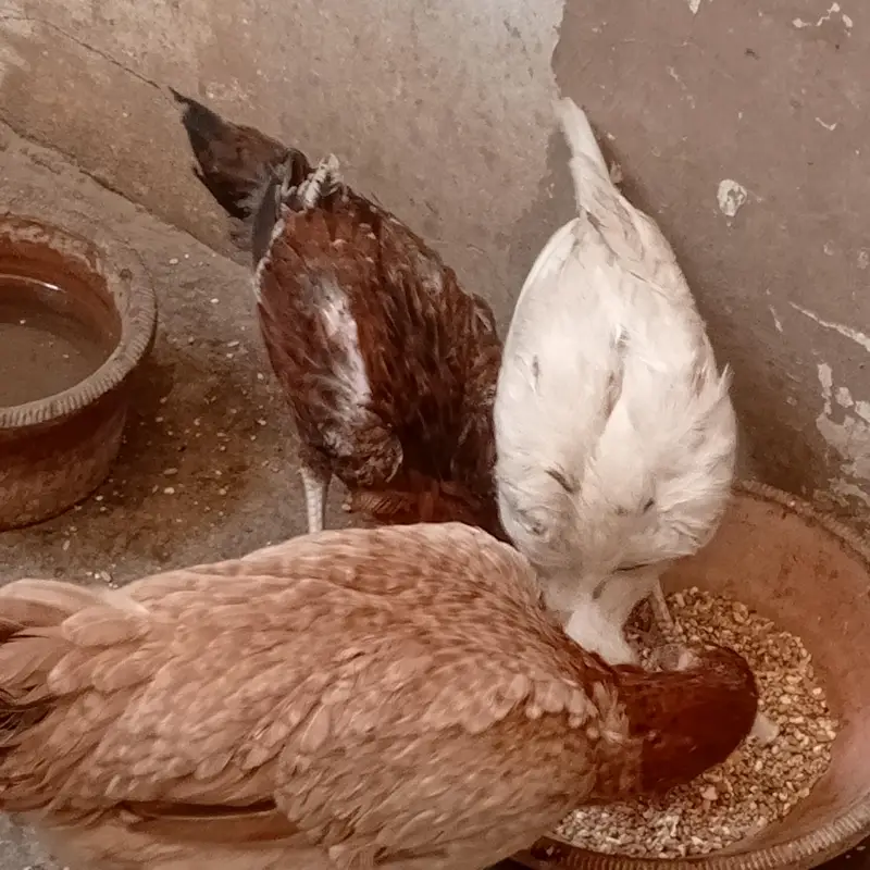 Aseel murgi aur 4 chuzey for sel — photo 6