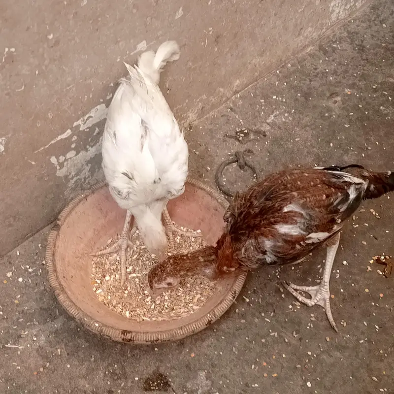 Aseel murgi aur 4 chuzey for sel — photo 7