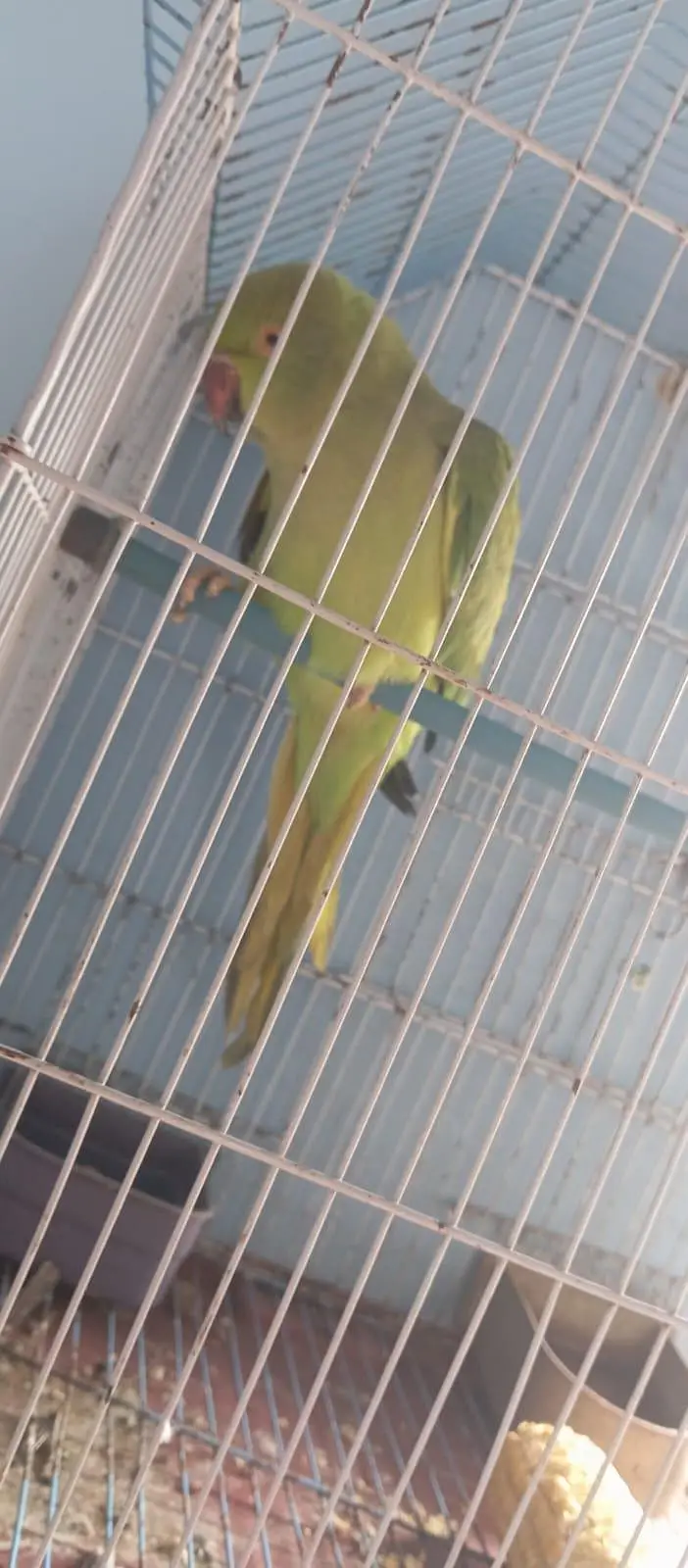 ringneck parrot femail fase to face talking  (mithu bete,seetya,chutki — photo 2