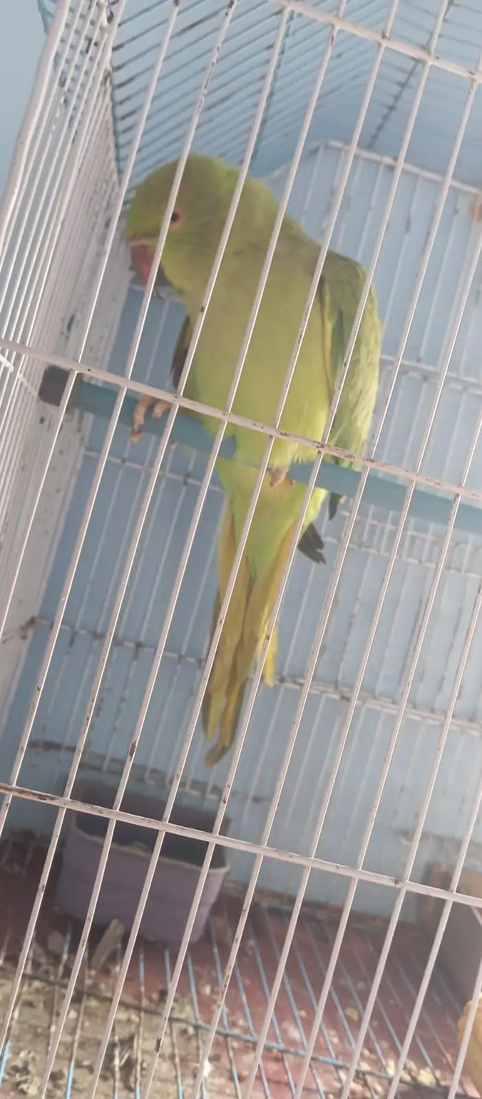 ringneck parrot femail fase to face talking  (mithu bete,seetya,chutki — photo 3