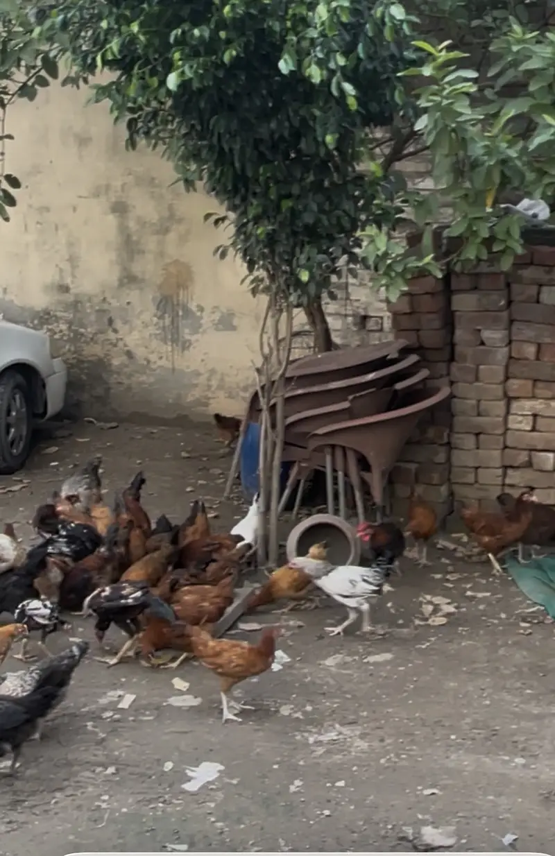 Pure Fresh Desi Eggs Available — photo 2