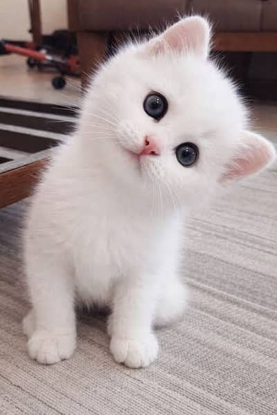 Persian kittens whatp 0370 ///4602310