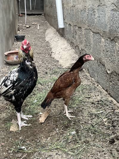 Old Bloodline Breeder Pair zero size