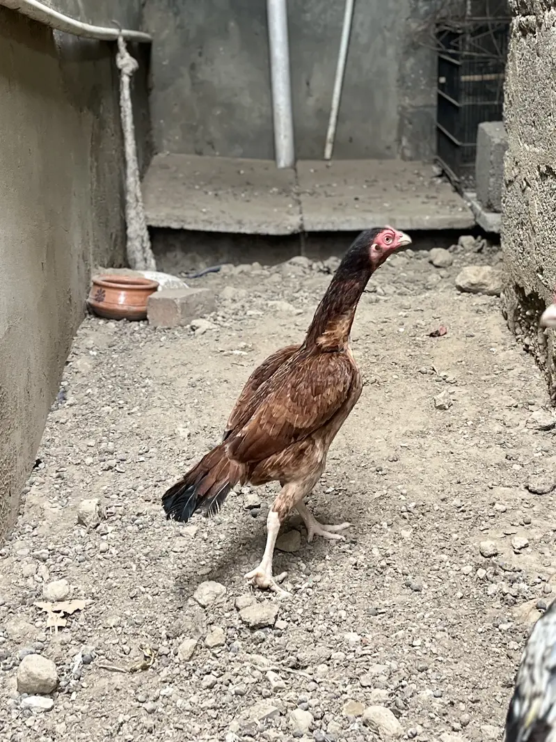 Old Bloodline Breeder Pair zero size — photo 2