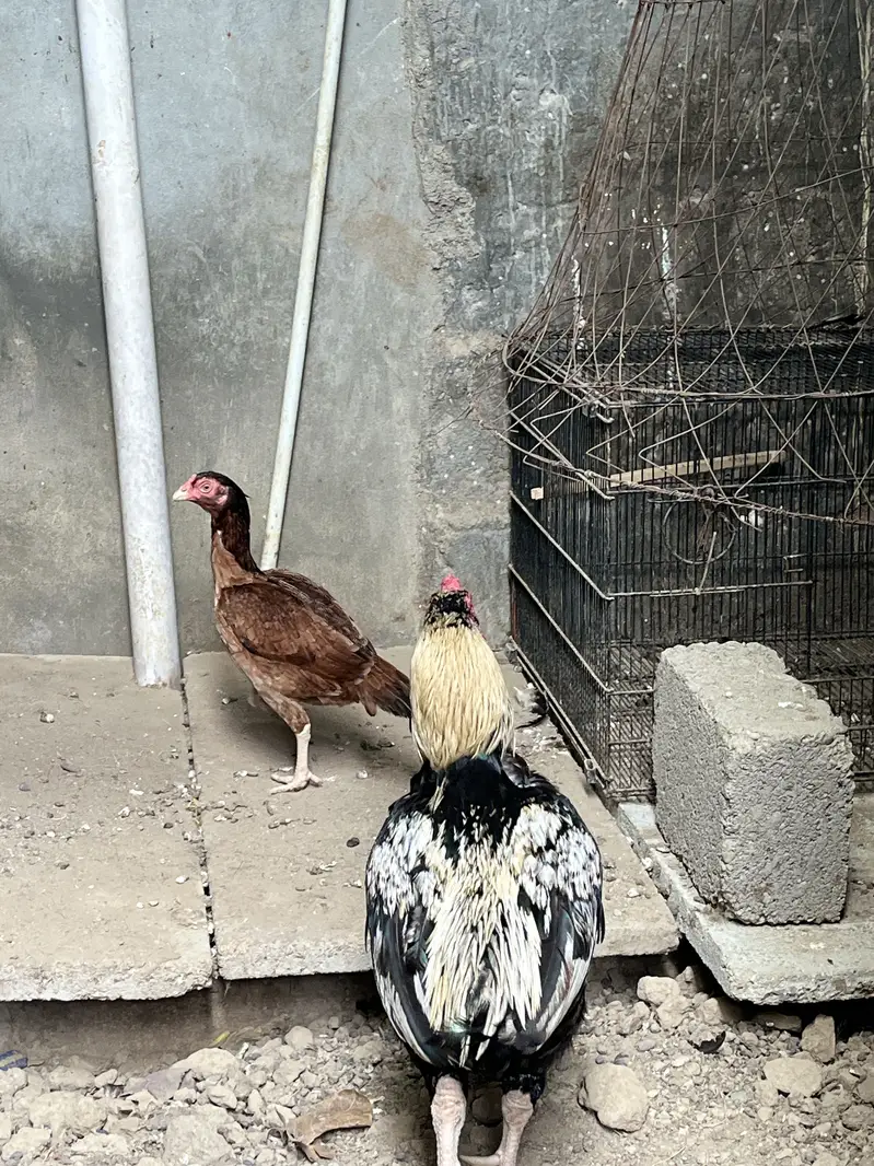 Old Bloodline Breeder Pair zero size — photo 3