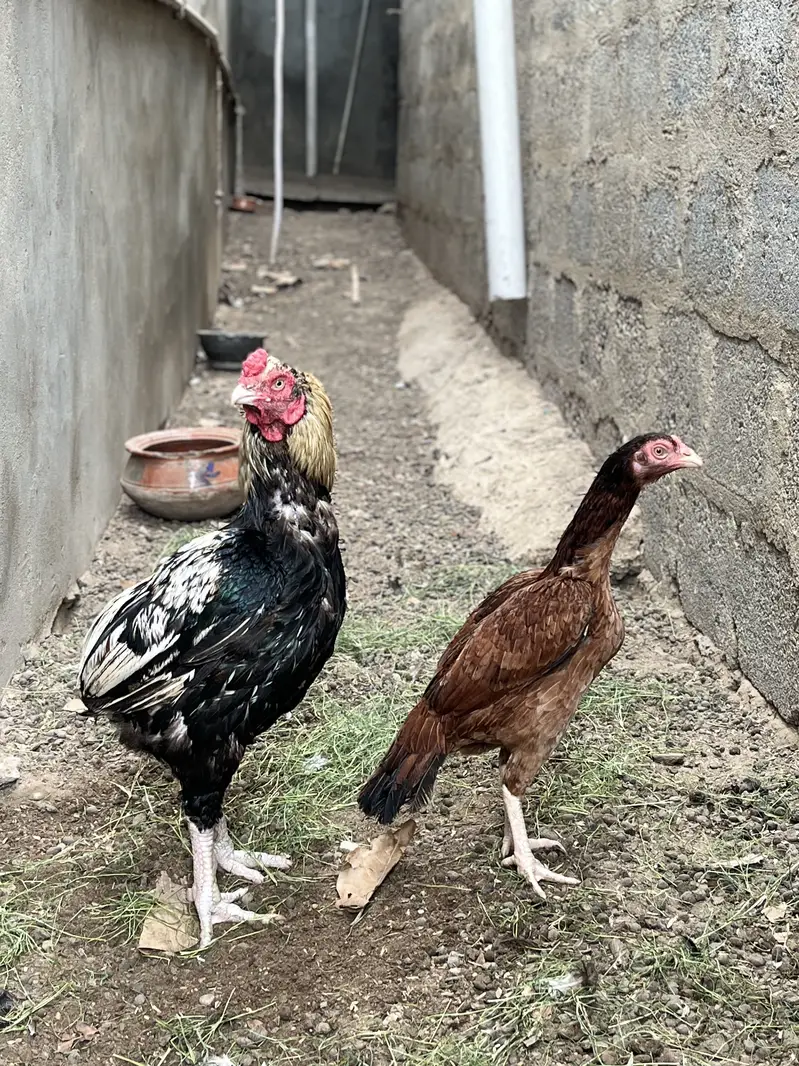 Old Bloodline Breeder Pair zero size — photo 4