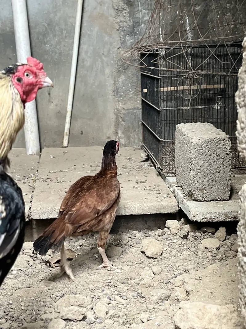 Old Bloodline Breeder Pair zero size — photo 5