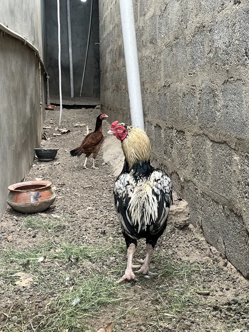 Old Bloodline Breeder Pair zero size — photo 6