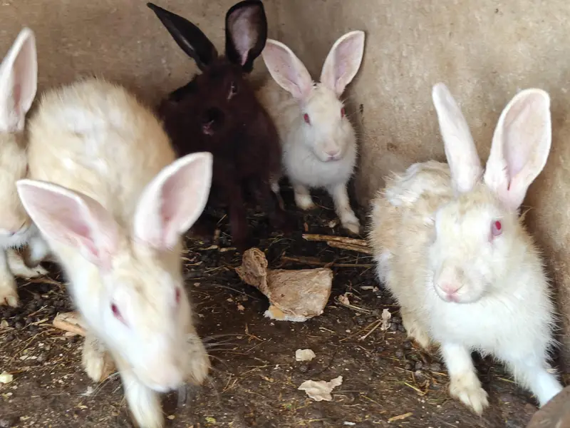 Ghar k palay huay rabbits male female 18 se 19 rabbits hain a