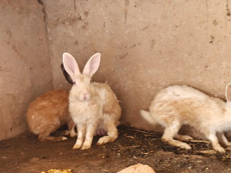 Ghar k palay huay rabbits male female 18 se 19 rabbits hain a — photo 2