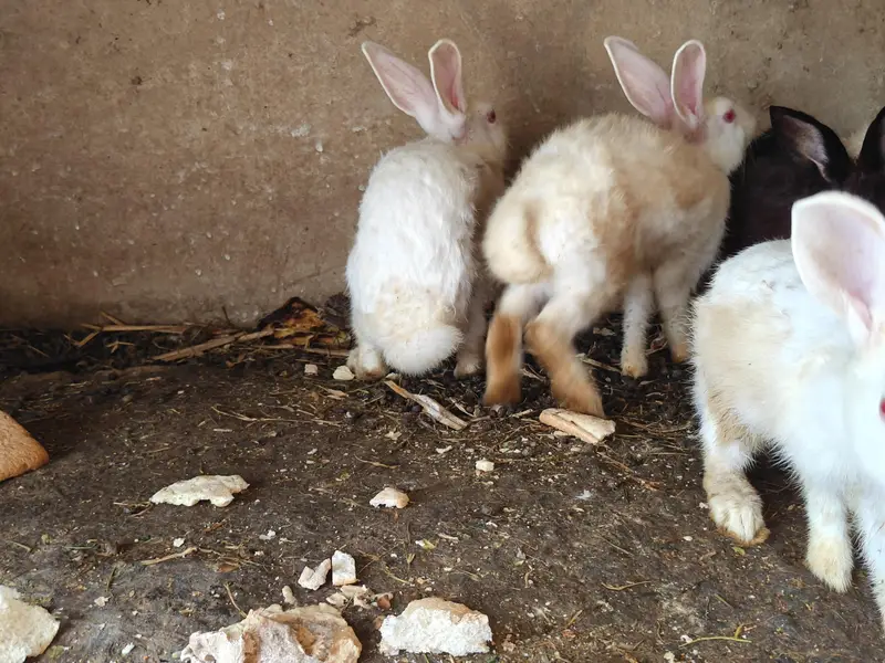 Ghar k palay huay rabbits male female 18 se 19 rabbits hain a — photo 3