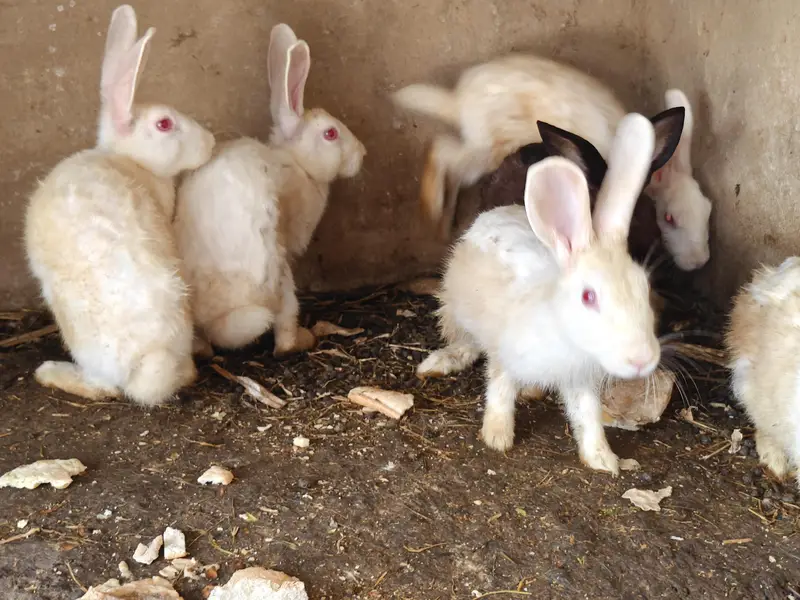 Ghar k palay huay rabbits male female 18 se 19 rabbits hain a — photo 4