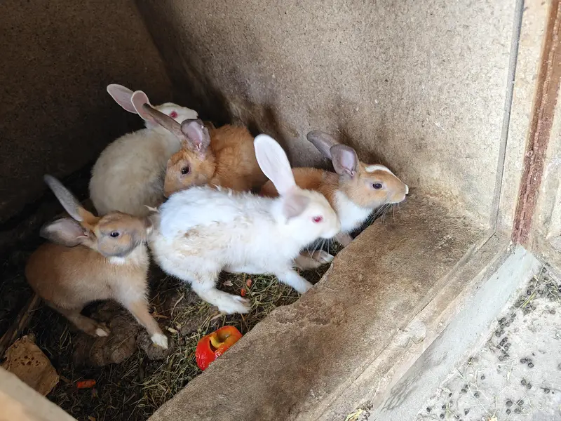 Ghar k palay huay rabbits male female 18 se 19 rabbits hain a — photo 5