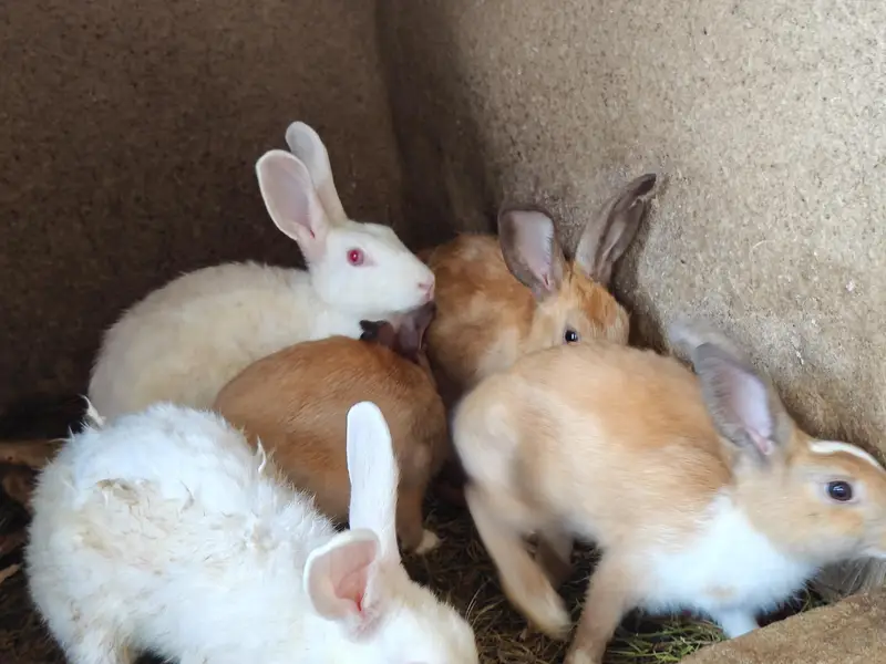 Ghar k palay huay rabbits male female 18 se 19 rabbits hain a — photo 6