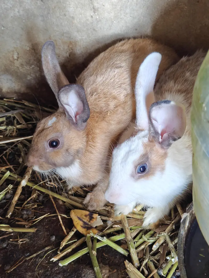 Ghar k palay huay rabbits male female 18 se 19 rabbits hain a — photo 7