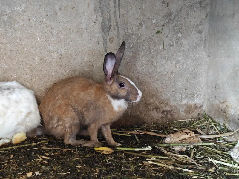 Ghar k palay huay rabbits male female 18 se 19 rabbits hain a — photo 8