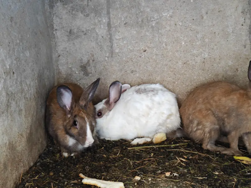 Ghar k palay huay rabbits male female 18 se 19 rabbits hain a — photo 9