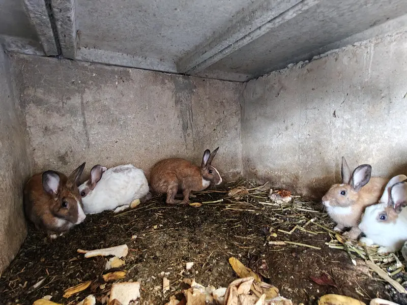 Ghar k palay huay rabbits male female 18 se 19 rabbits hain a — photo 10