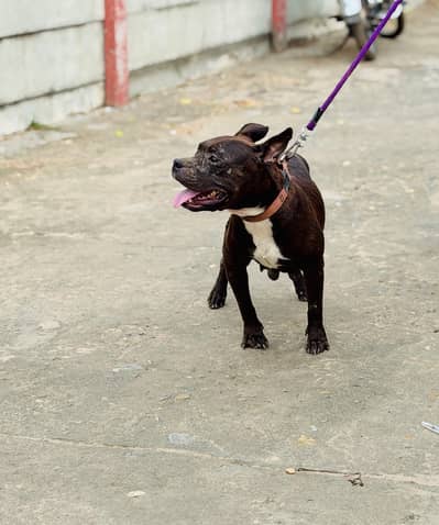 American Pitbul confirm breeder female